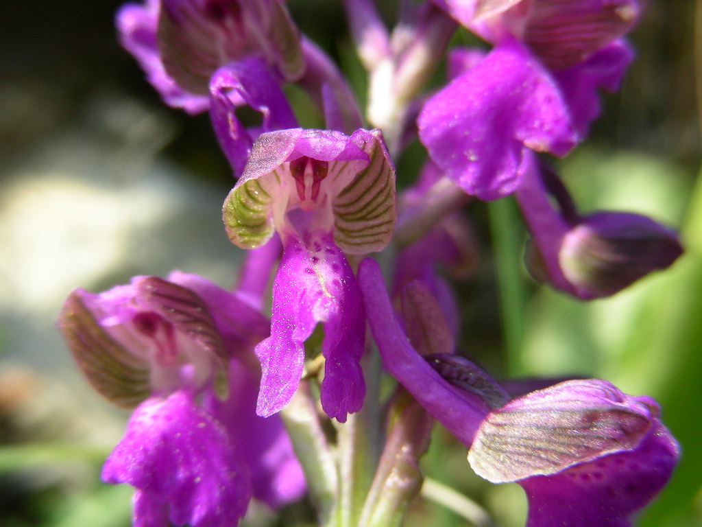 Orchis morio